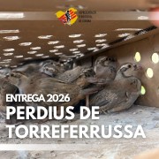 Entrega perdius Torreferrussa